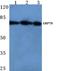 Heat Shock Protein Family A (Hsp70) Member 5 antibody, AP06149PU-N, Origene, Western Blot image 