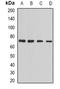 Protein Regulator Of Cytokinesis 1 antibody, orb381980, Biorbyt, Western Blot image 