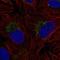 Zinc Finger Protein 625 antibody, PA5-67321, Invitrogen Antibodies, Immunofluorescence image 