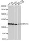Myosin-Ic antibody, A6936, ABclonal Technology, Western Blot image 