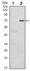 Zinc finger protein Gfi-1 antibody, AM06509SU-N, Origene, Western Blot image 