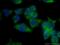 Retinol Dehydrogenase 10 antibody, 14644-1-AP, Proteintech Group, Immunofluorescence image 