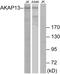A-kinase anchor protein 13 antibody, PA5-38670, Invitrogen Antibodies, Western Blot image 