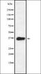 Vomeronasal 1 Receptor 3 (Gene/Pseudogene) antibody, orb378442, Biorbyt, Western Blot image 