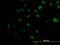 E1A Binding Protein P300 antibody, LS-B6081, Lifespan Biosciences, Immunofluorescence image 