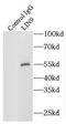 Protein lin-9 homolog antibody, FNab04791, FineTest, Immunoprecipitation image 