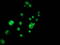 Protein disulfide-isomerase A4 antibody, LS-C337546, Lifespan Biosciences, Immunofluorescence image 