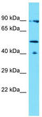 AFG1 Like ATPase antibody, TA331642, Origene, Western Blot image 