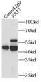 Keratin 7 antibody, FNab02220, FineTest, Immunoprecipitation image 