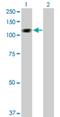 HECT And RLD Domain Containing E3 Ubiquitin Protein Ligase 3 antibody, H00008916-D01P, Novus Biologicals, Western Blot image 