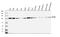 DNA replication licensing factor MCM6 antibody, A02755-1, Boster Biological Technology, Western Blot image 