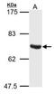 Beclin 1-associated autophagy-related key regulator antibody, NBP2-43577, Novus Biologicals, Western Blot image 