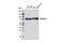 Gelsolin antibody, 8090S, Cell Signaling Technology, Western Blot image 