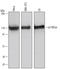BCAR1 Scaffold Protein, Cas Family Member antibody, AF5730, R&D Systems, Western Blot image 