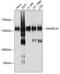 SWI/SNF Related, Matrix Associated, Actin Dependent Regulator Of Chromatin, Subfamily A, Member 1 antibody, 13-529, ProSci, Western Blot image 