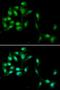 HEXIM P-TEFb Complex Subunit 1 antibody, LS-C334283, Lifespan Biosciences, Immunofluorescence image 