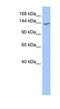 Cache Domain Containing 1 antibody, NBP1-59989, Novus Biologicals, Western Blot image 