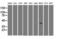 SRY-Box 17 antibody, LS-C784154, Lifespan Biosciences, Western Blot image 
