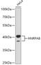 Heterogeneous nuclear ribonucleoprotein A/B antibody, 16-959, ProSci, Western Blot image 