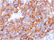 Melan-A antibody, AM50292PU-S, Origene, Immunohistochemistry paraffin image 