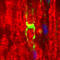 Myelin Protein Zero antibody, A00997, Boster Biological Technology, Western Blot image 