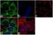 14-3-3 protein zeta/delta antibody, 711507, Invitrogen Antibodies, Immunofluorescence image 