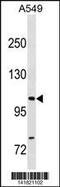 Component of gems 4 antibody, 60-915, ProSci, Western Blot image 