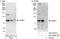 FACT antibody, A303-067A, Bethyl Labs, Western Blot image 