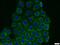 Phosphatase and actin regulator 4 antibody, 13408-1-AP, Proteintech Group, Immunofluorescence image 