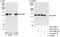 Centrosomal protein of 97 kDa antibody, A301-947A, Bethyl Labs, Western Blot image 