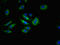 ATP Binding Cassette Subfamily G Member 2 (Junior Blood Group) antibody, orb401128, Biorbyt, Immunocytochemistry image 