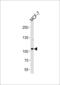 Sulfatase 2 antibody, 56-647, ProSci, Western Blot image 