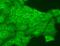 ATPase Family AAA Domain Containing 1 antibody, MA5-27603, Invitrogen Antibodies, Immunofluorescence image 