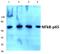 p65 antibody, AP06546PU-N, Origene, Western Blot image 