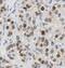 Calvasculin antibody, FNab07560, FineTest, Immunohistochemistry frozen image 