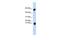 MIC10 antibody, GTX46630, GeneTex, Western Blot image 