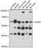 Scavenger Receptor Cysteine Rich Family Member With 4 Domains antibody, 16-344, ProSci, Western Blot image 
