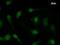 F-box only protein 18 antibody, LS-C342634, Lifespan Biosciences, Immunofluorescence image 