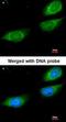 Fibrinogen Gamma Chain antibody, orb73668, Biorbyt, Immunofluorescence image 