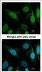 WRN RecQ Like Helicase antibody, NBP2-20914, Novus Biologicals, Immunocytochemistry image 