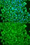 Sarcoglycan Epsilon antibody, GTX33494, GeneTex, Immunofluorescence image 