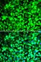 Eukaryotic translation initiation factor 5 antibody, LS-C334808, Lifespan Biosciences, Immunofluorescence image 