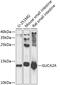Guanylate Cyclase Activator 2A antibody, 23-921, ProSci, Western Blot image 
