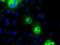 Cadherin 13 antibody, NBP2-02528, Novus Biologicals, Immunofluorescence image 