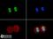 Histone Cluster 4 H4 antibody, NB21-2077, Novus Biologicals, Immunofluorescence image 