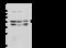 V-type proton ATPase subunit d 1 antibody, 107633-T32, Sino Biological, Western Blot image 
