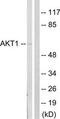 Protein kinase B antibody, TA313248, Origene, Western Blot image 