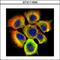 HSP70 antibody, LS-C186189, Lifespan Biosciences, Immunocytochemistry image 