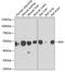Indian Hedgehog Signaling Molecule antibody, 22-361, ProSci, Western Blot image 