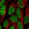 Zinc Finger Protein 576 antibody, HPA050064, Atlas Antibodies, Immunocytochemistry image 
